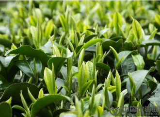 茶葉種植應如何合理施肥